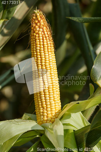 Image of Fresh ear of corn