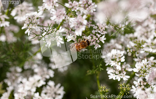 Image of Flowering coriander close up