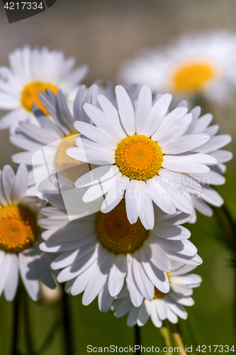 Image of field daisy closeup