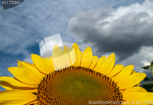 Image of Sunflower close-up on a background of the cloudy sky