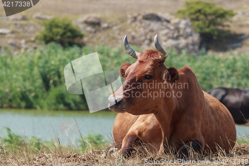 Image of cow lying in a pasture