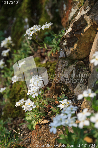 Image of White flowers on a rocky slope, close-up