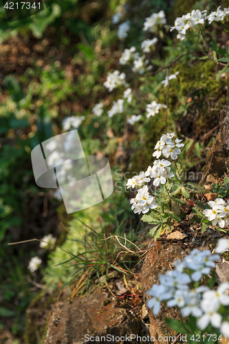 Image of White flowers on a rocky slope, close-up