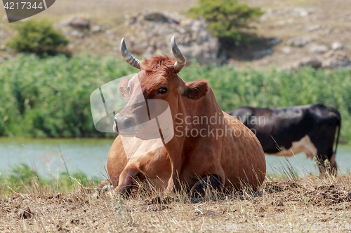 Image of cow lying in a pasture