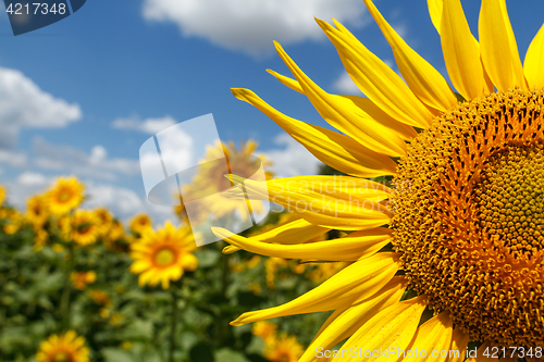 Image of Sunflower close-up on a background of the cloudy sky