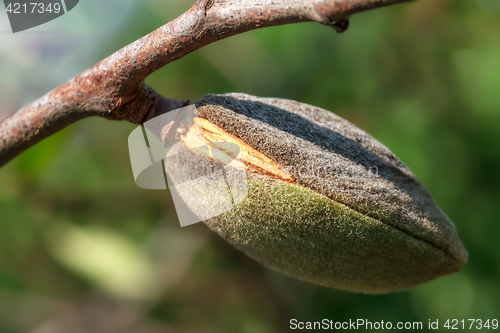 Image of Ripe almonds closeup