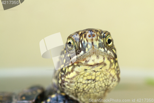 Image of Turtle head closeup