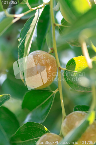 Image of Ziziphus jujuba. Ripe fruit Jujube closeup