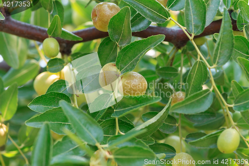 Image of Ripe, juicy fruit Jujube closeup