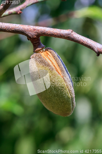 Image of Ripe almonds closeup