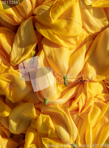 Image of background cut yellow buds, wilted tulips, shot from above