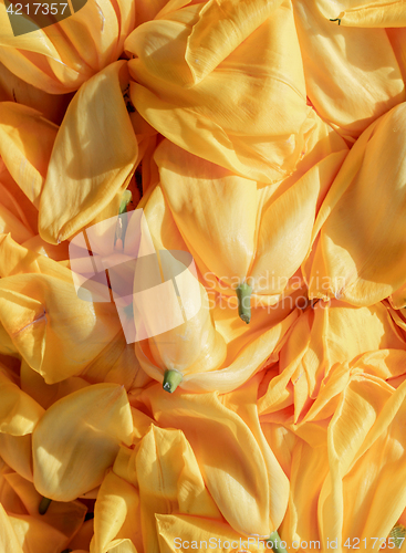 Image of background cut wilted tulips