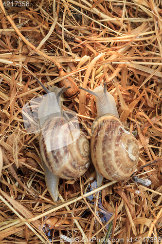Image of crawl two snails, close-up