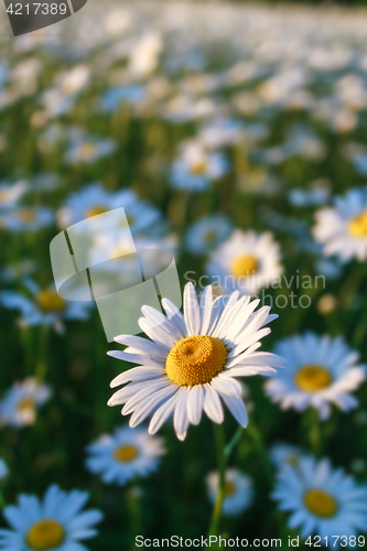 Image of field daisy closeup