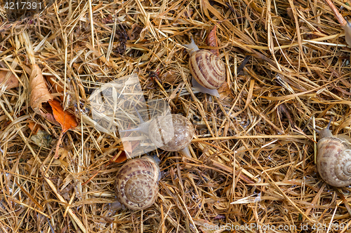 Image of garden snail on straw