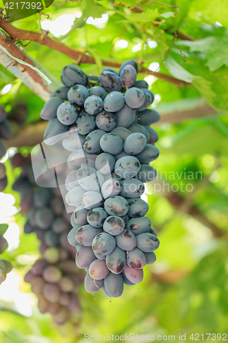 Image of Bunch of ripe grapes