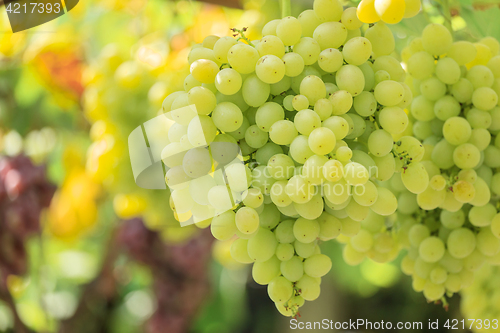 Image of Bunch of white grapes