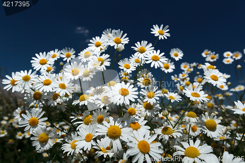 Image of Daisies against the dark blue sky