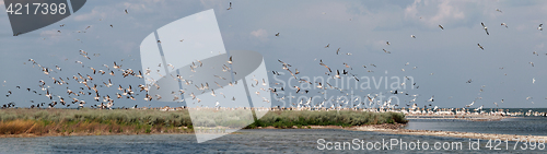 Image of Pink pelicans take off