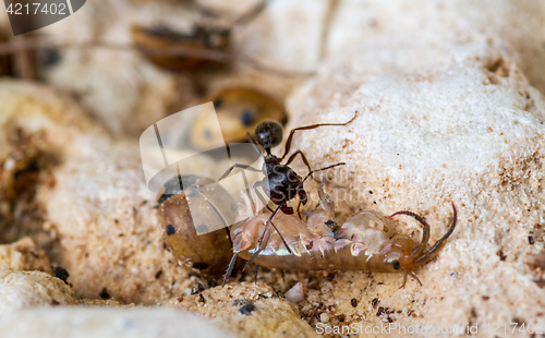 Image of Working ant with prey