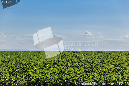 Image of Field of green sunflower