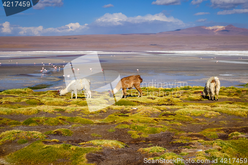 Image of Lamas herd in Laguna colorada, sud Lipez Altiplano reserva, Boli