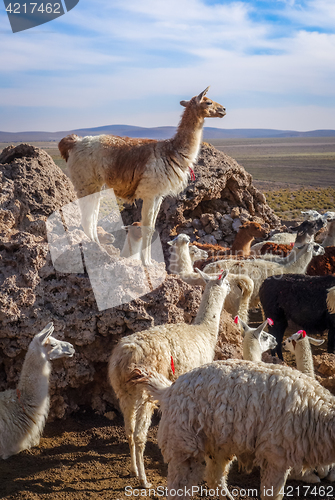 Image of Lamas herd in Bolivia