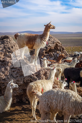 Image of Lamas herd in Bolivia