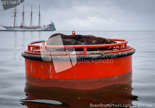 Image of Sea lion in Valparaiso harbor