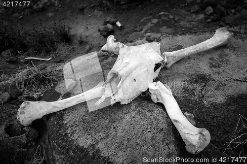 Image of Horse skull and bones