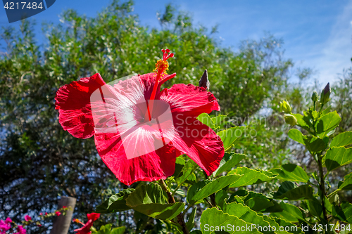 Image of Hibiscus flower