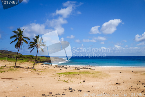 Image of Palm trees on Anakena beach, easter island