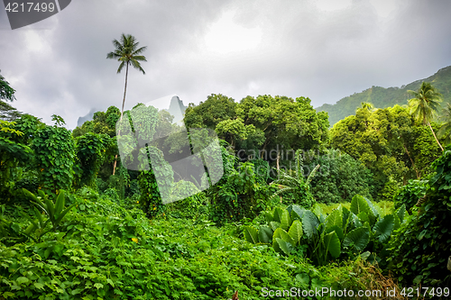Image of Moorea island jungle and mountains landscape
