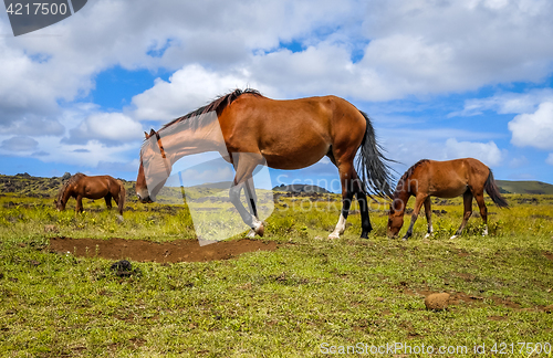 Image of Horses in easter island field