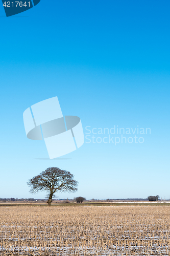 Image of Lone tree in a stubble field