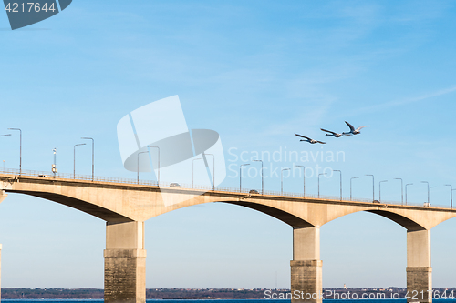 Image of Flying swans by the bridge