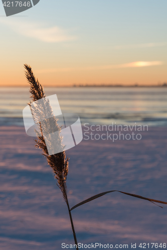 Image of Flyffy reed by winter season