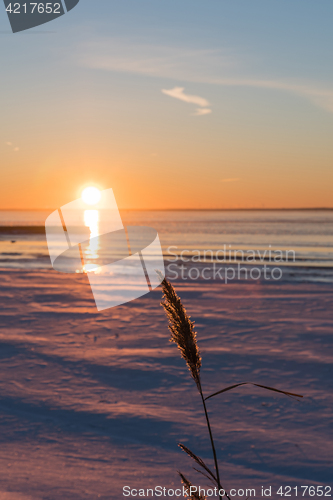 Image of Single reed flower by the setting sun