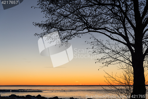 Image of Tree silhouette by a colorful sky