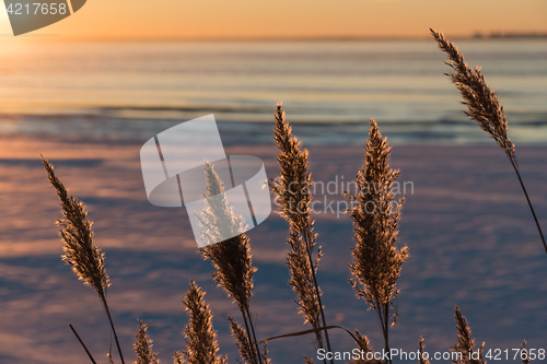 Image of Fluffy reeds flowers in back light