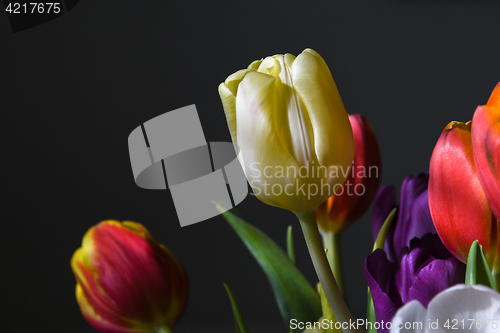 Image of Tulip closeup