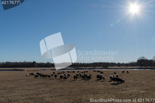 Image of Springtime with grazing sheep