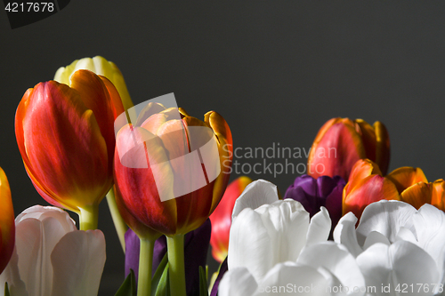 Image of Colorful tulips closeup