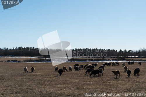 Image of Grazing sheep