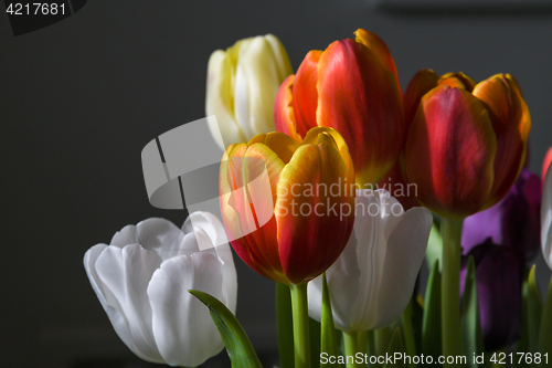 Image of Tulips closeup