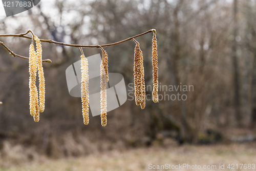 Image of Hanging hazel catkins