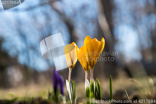 Image of Blossom crocus flowers