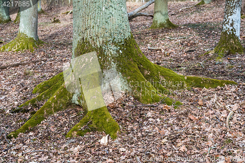 Image of Old stable rooted tree