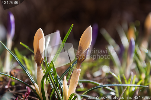 Image of Bright Crocus flowerbed