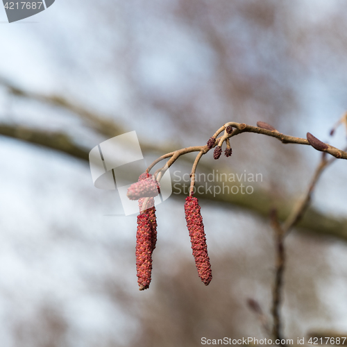 Image of Alder tree catkins